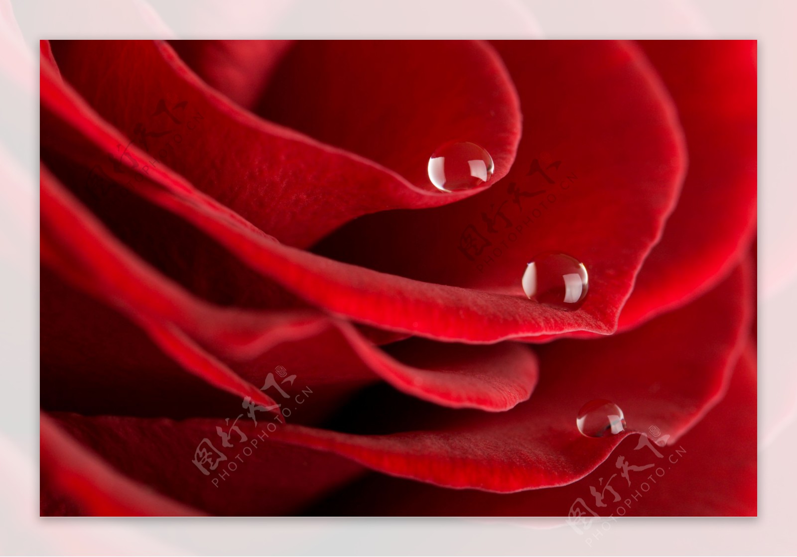 玫瑰花与水珠图片