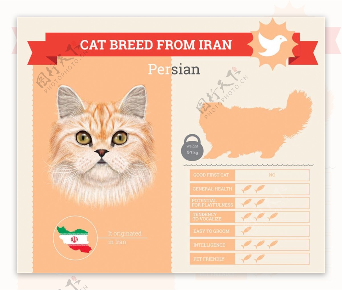 波斯猫档案图表图片