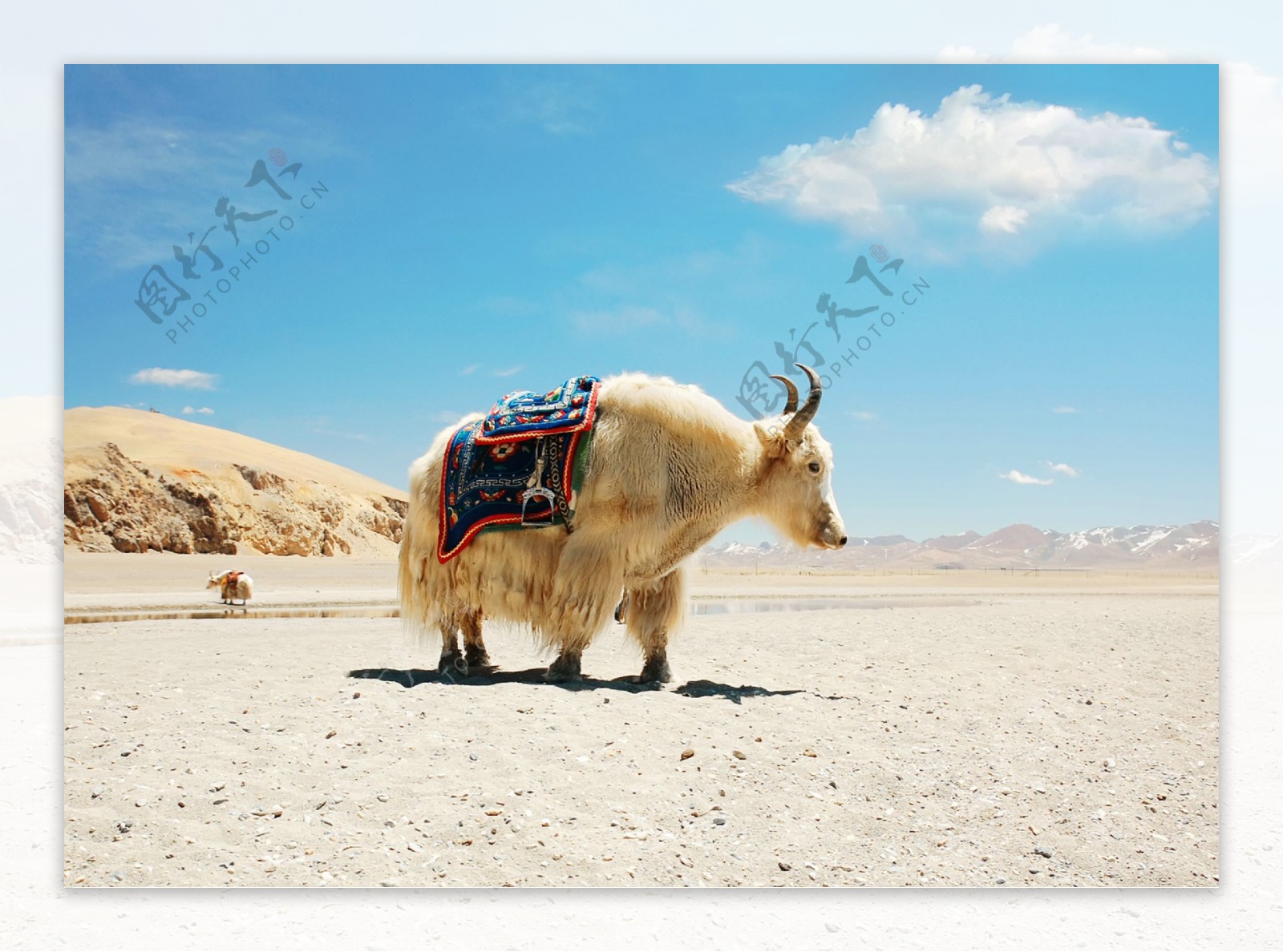 西藏高原上的牦牛图片
