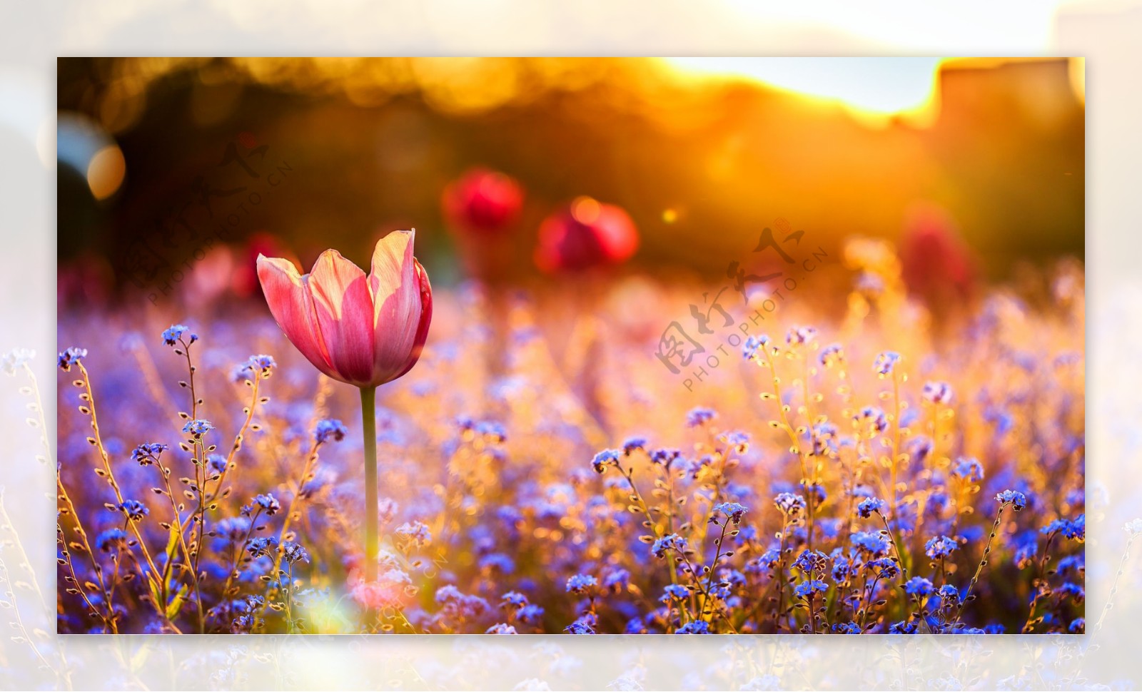 唯美郁金香花卉背景图片