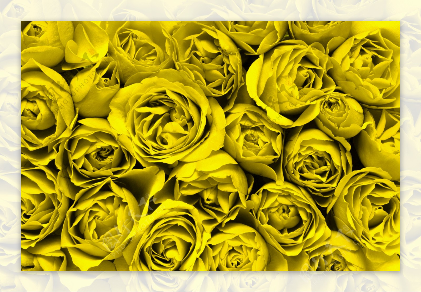 唯美黄色玫瑰花图片
