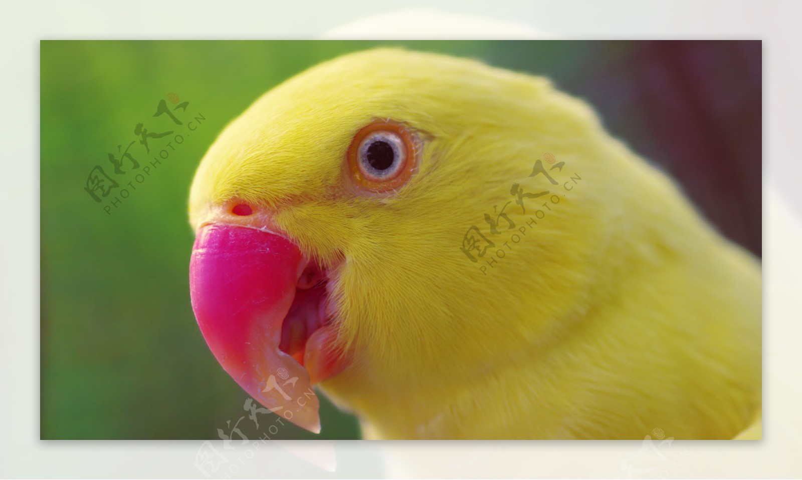 黄色鹦鹉图片