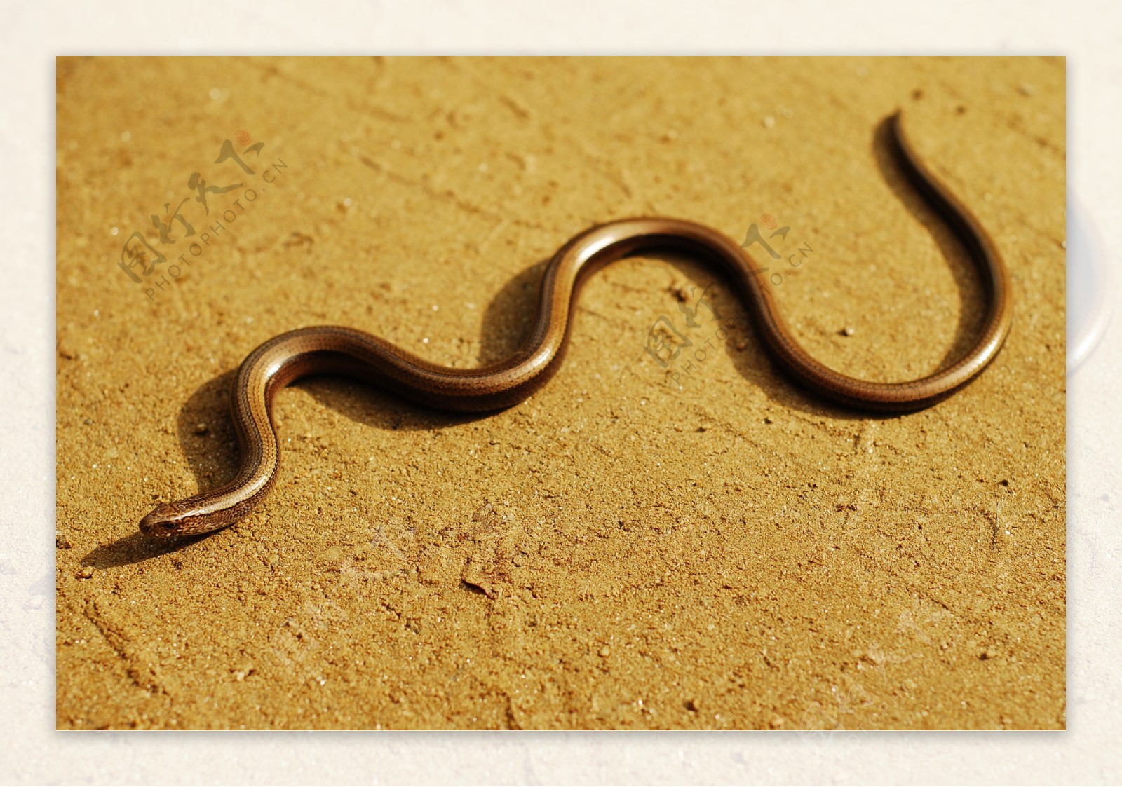 我国南方最常见的五种 ‘毒蛇’，以五步蛇为首最毒，剧毒无比，_草丛