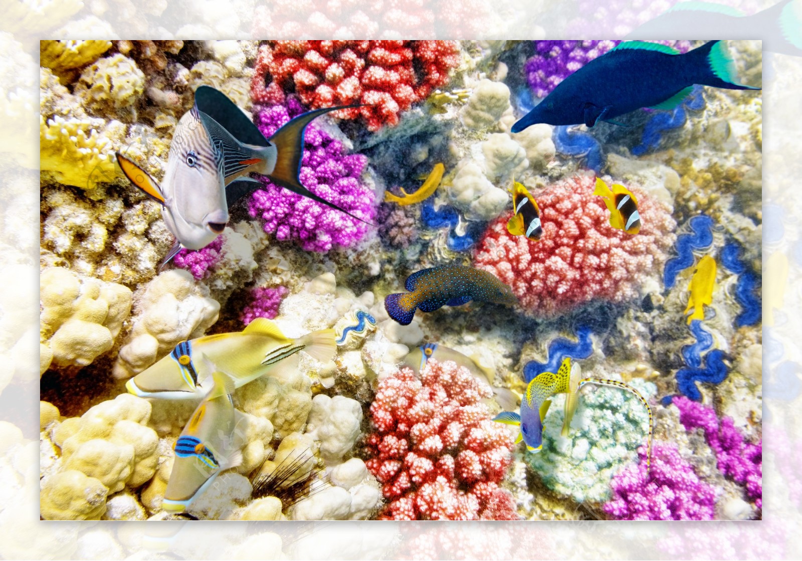 珊瑚与海底鱼群图片