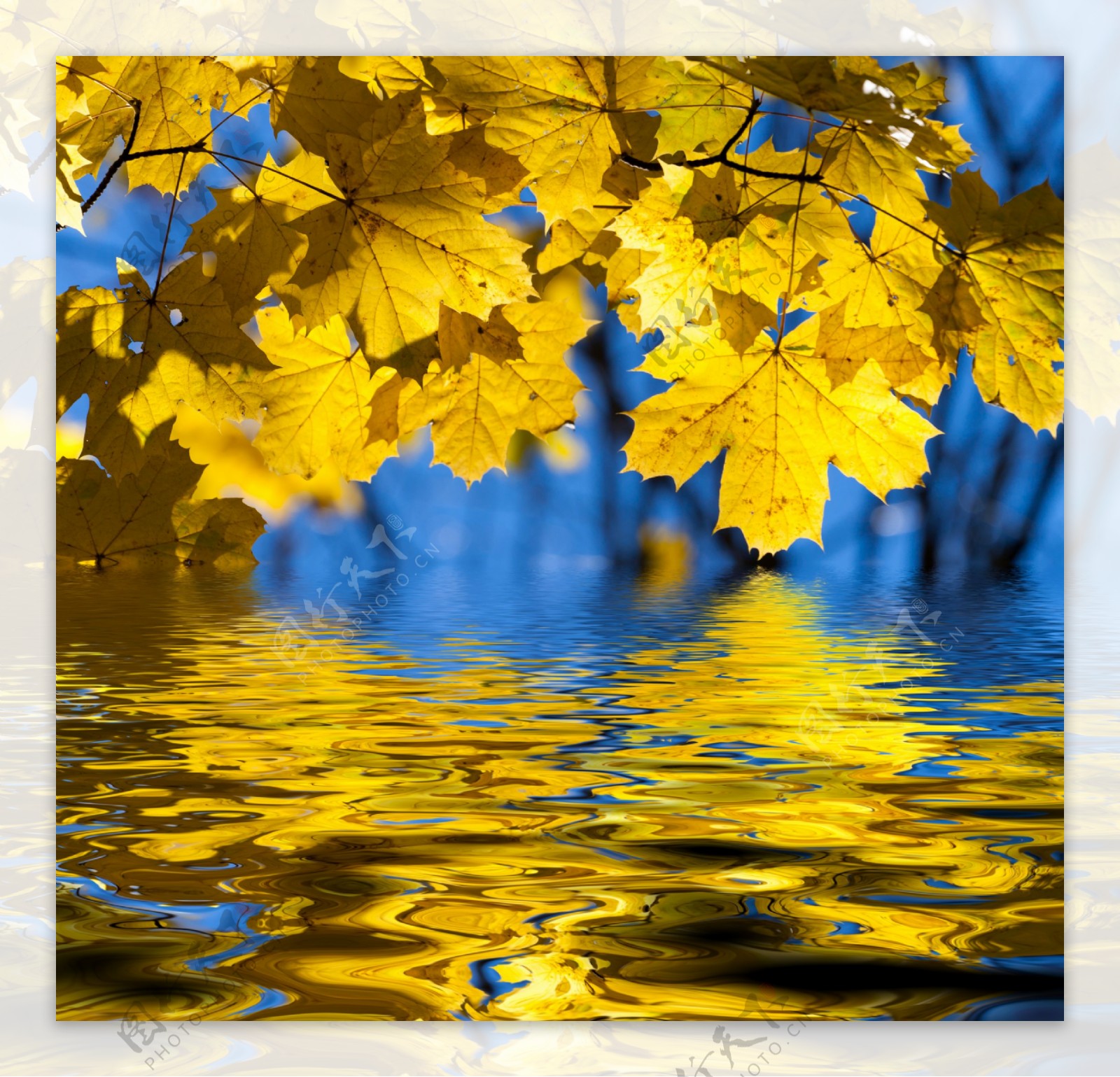 黄色枫叶水景图片