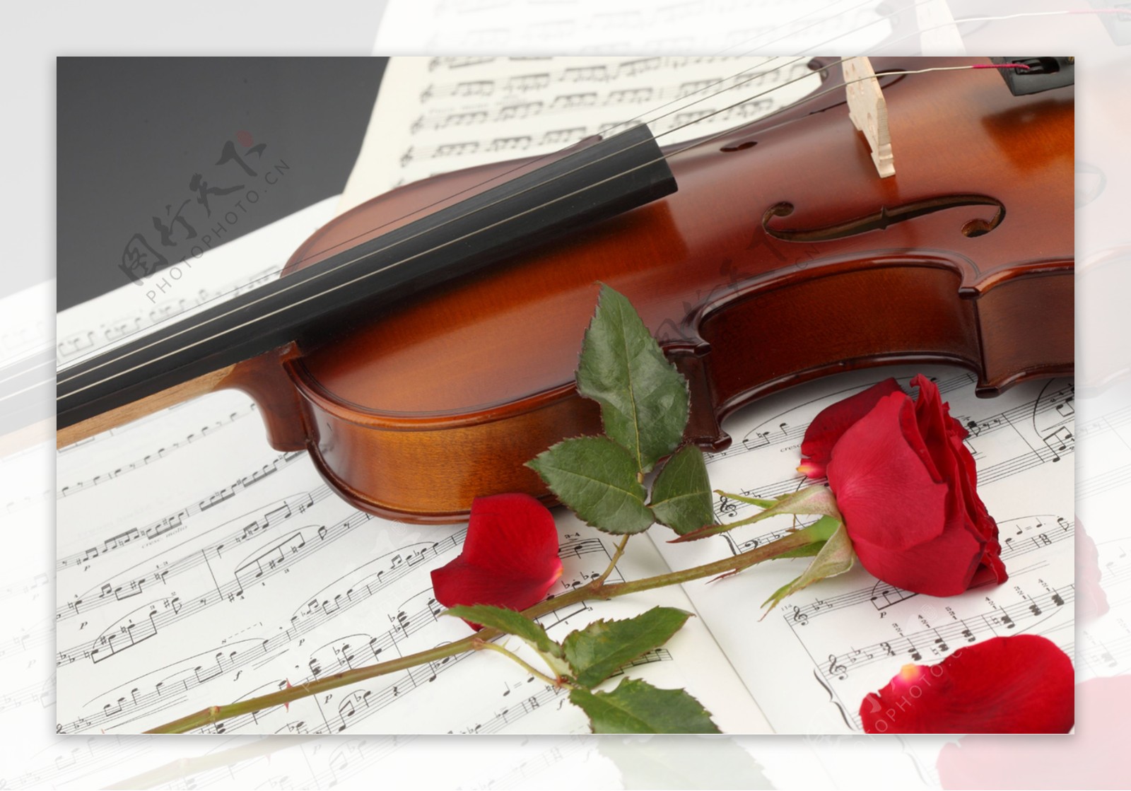 小提琴与红玫瑰花图片