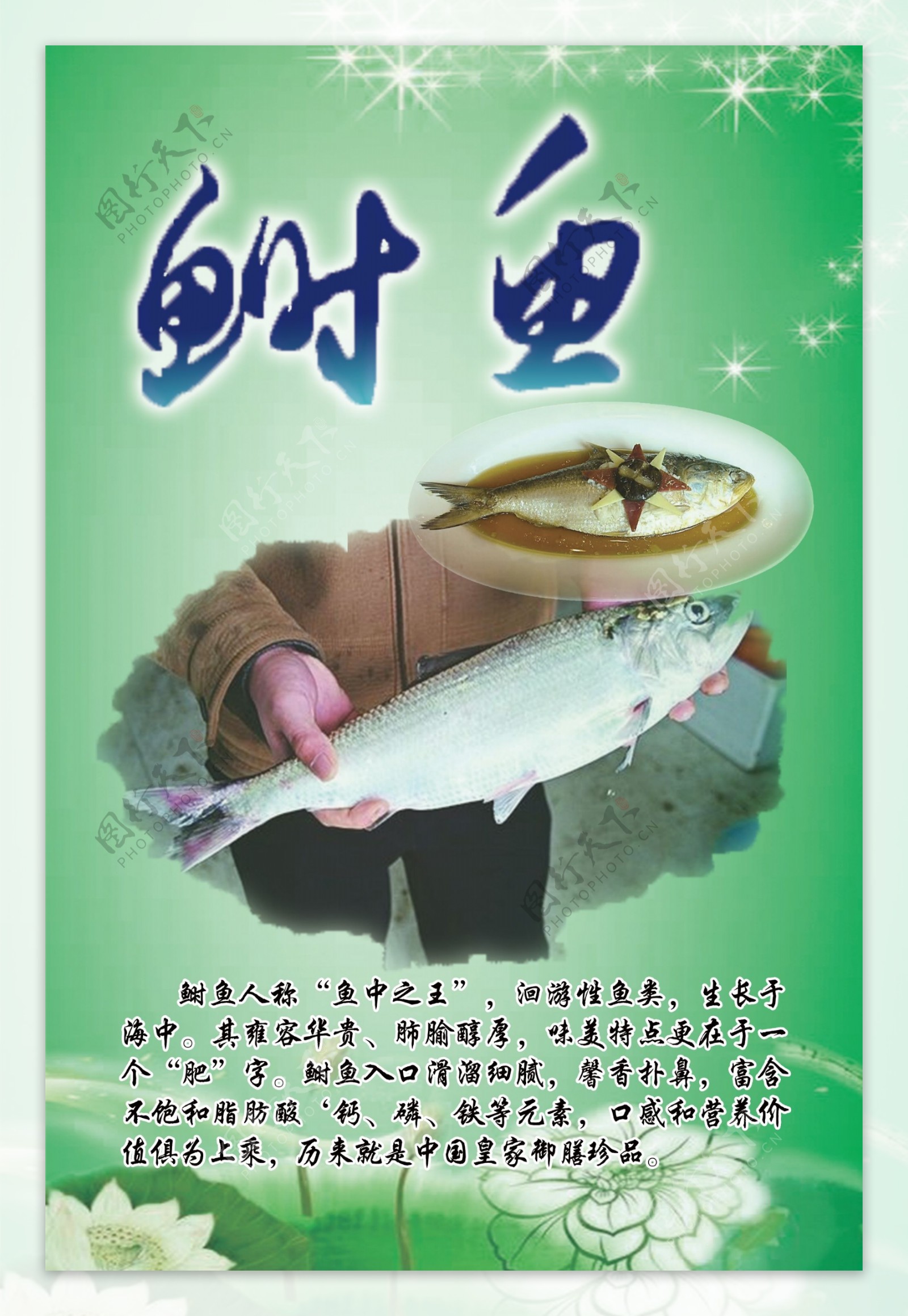 江阴鲥鱼