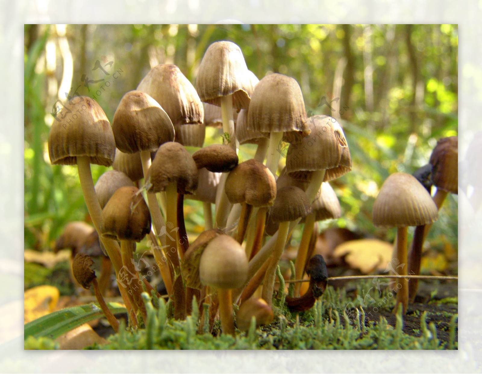 秋天蘑菇摄影