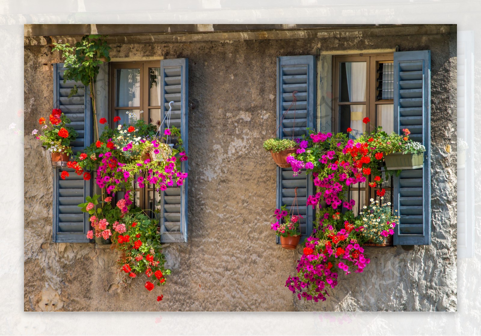 鲜花和窗户图片