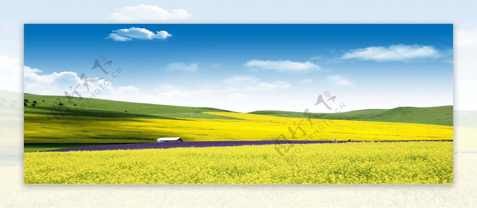 春夏油菜花风景海报背景素材图片