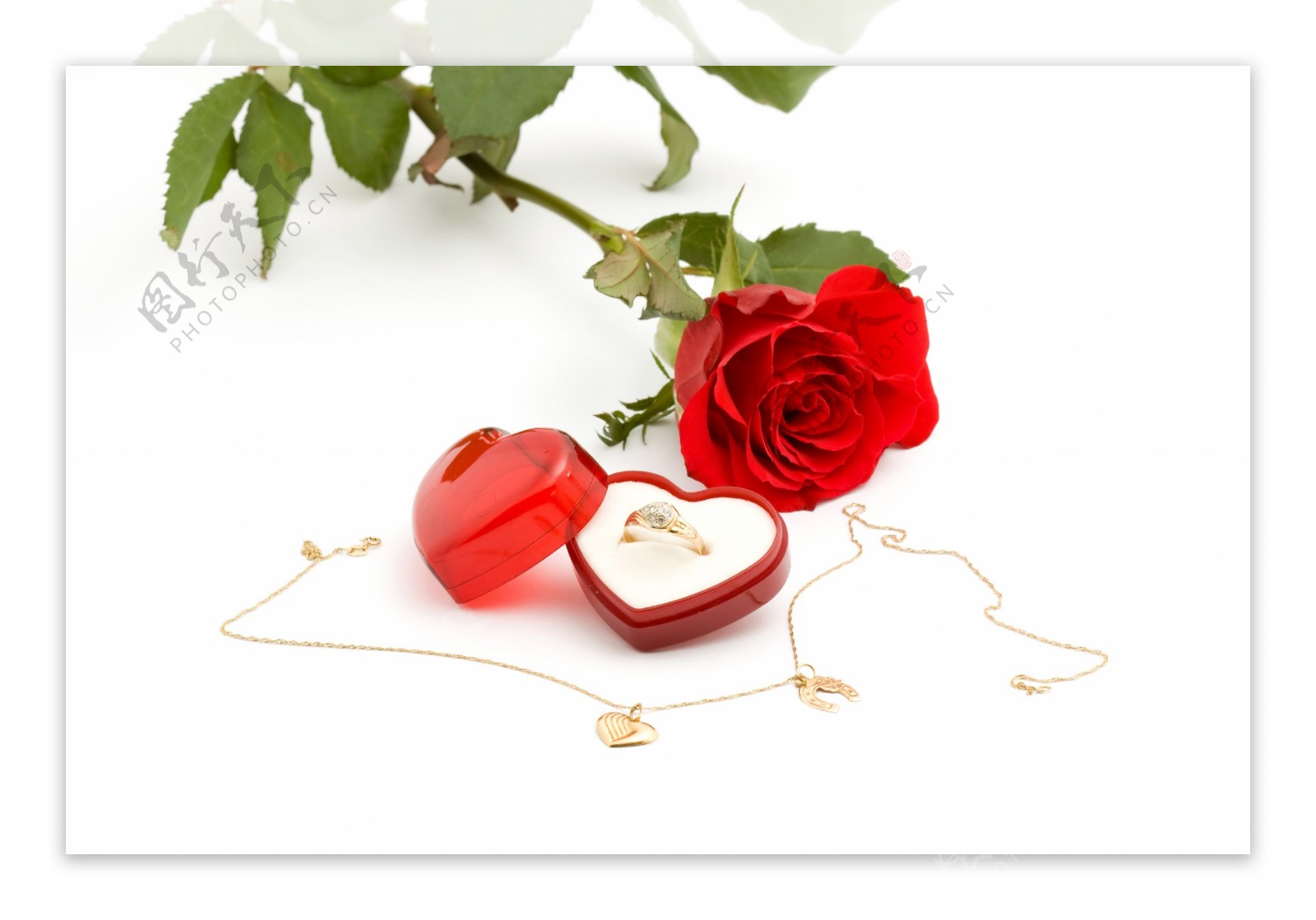 金戒指和红色玫瑰花图片