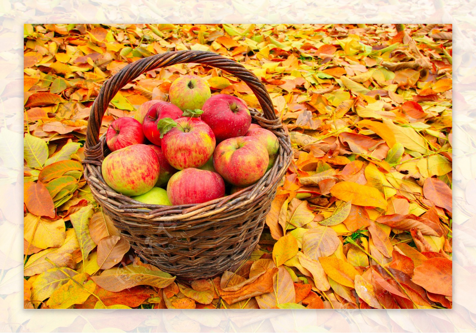 秋天落叶与一篮子红苹果图片