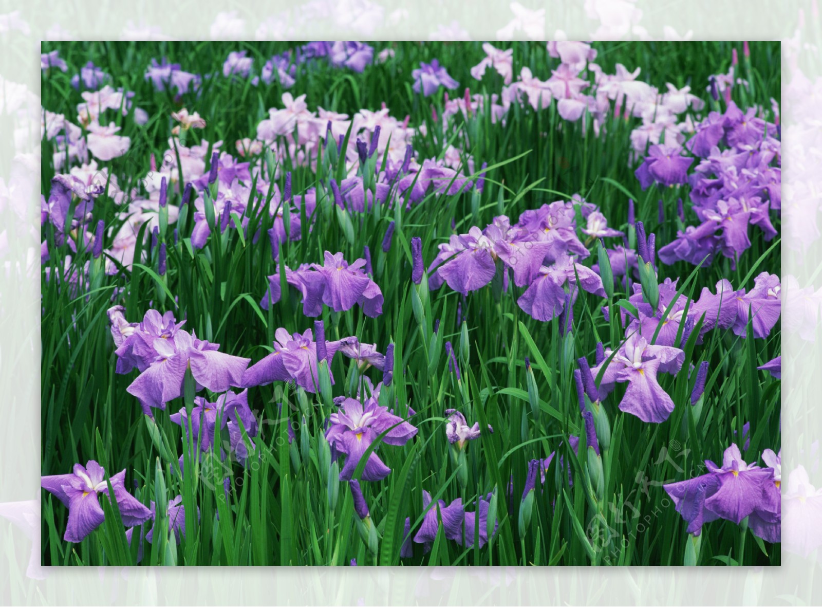 紫色兰花花海图片