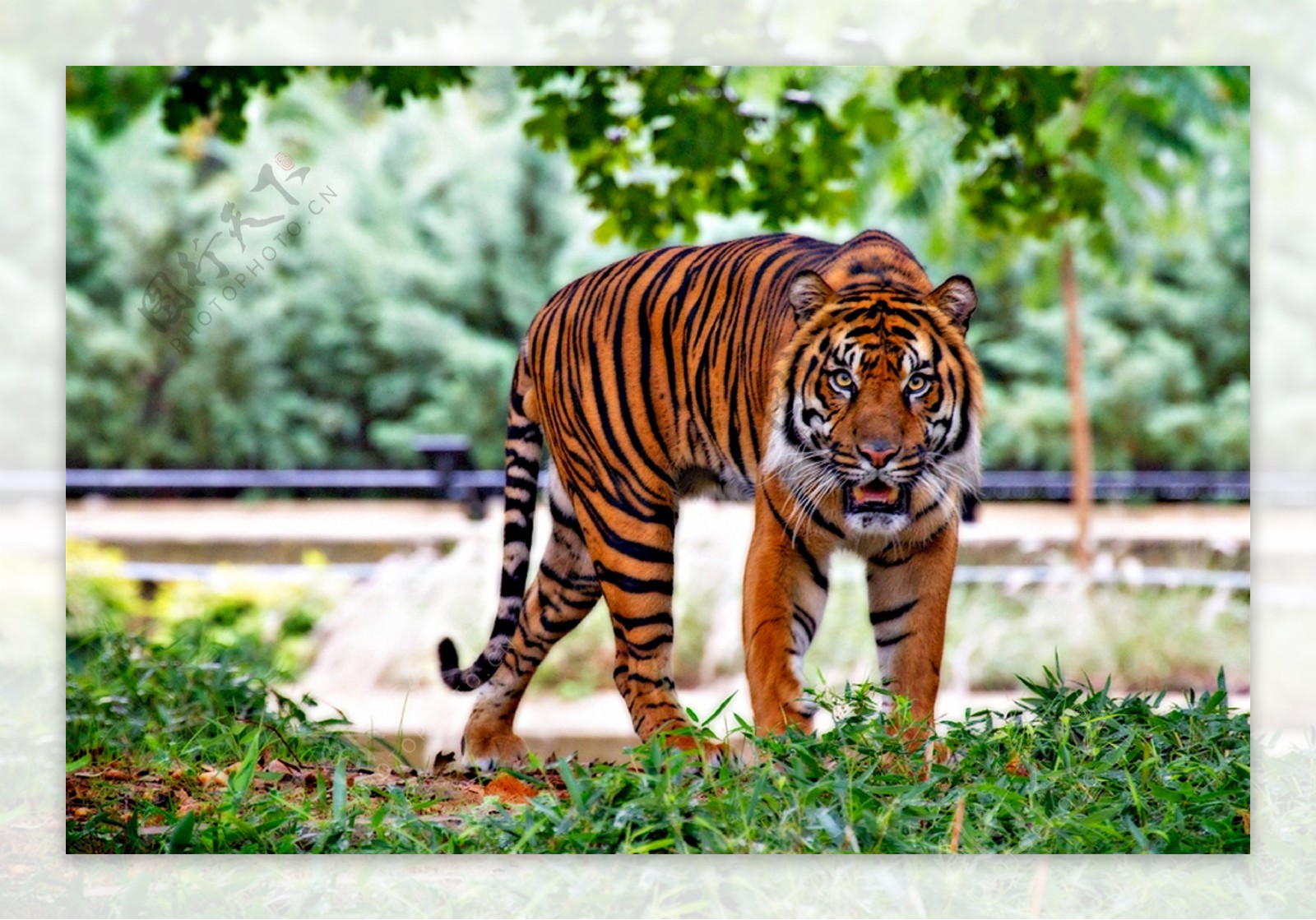苏门答腊虎图片
