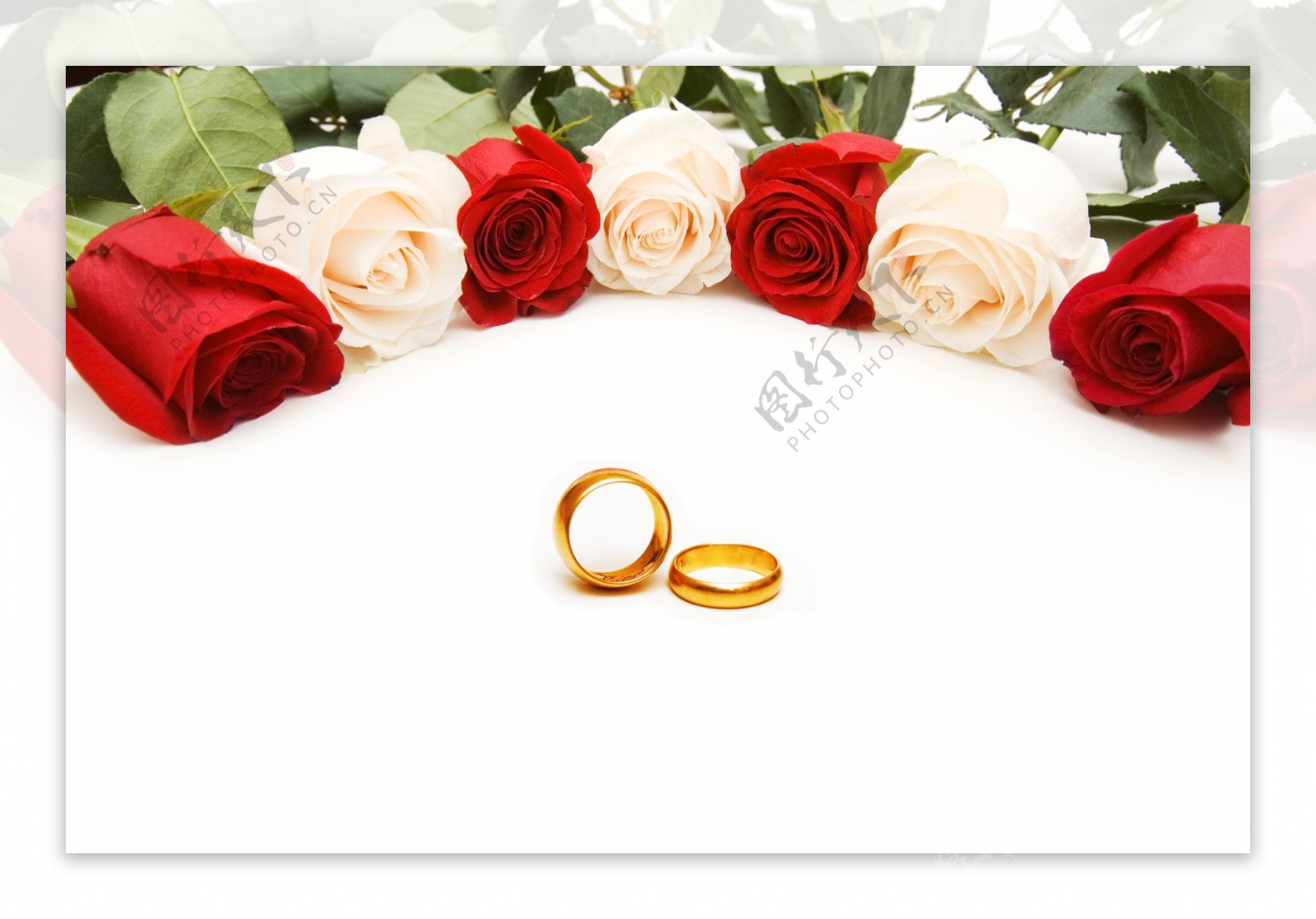 金戒指和玫瑰图片
