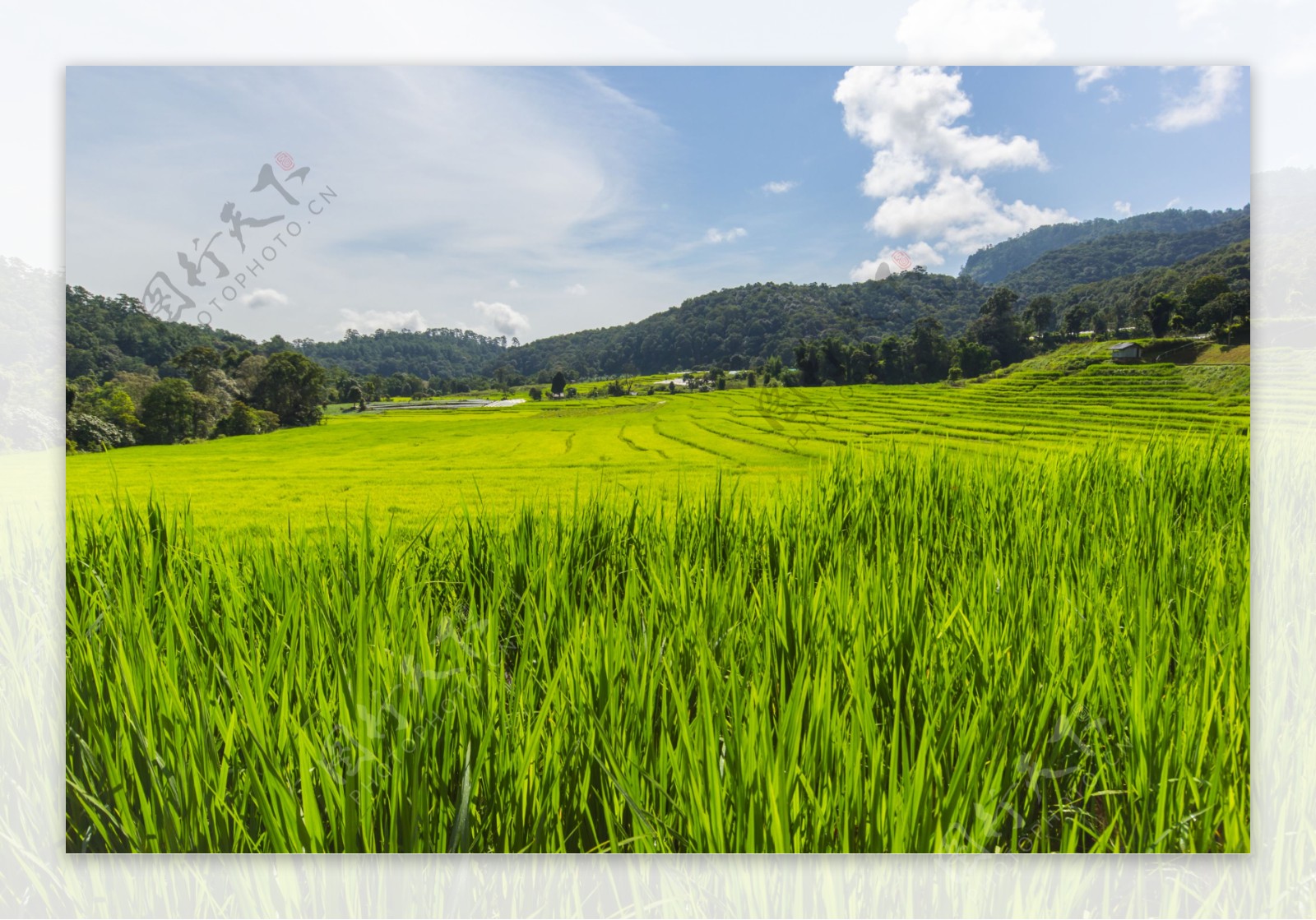美丽乡村稻田风景图片
