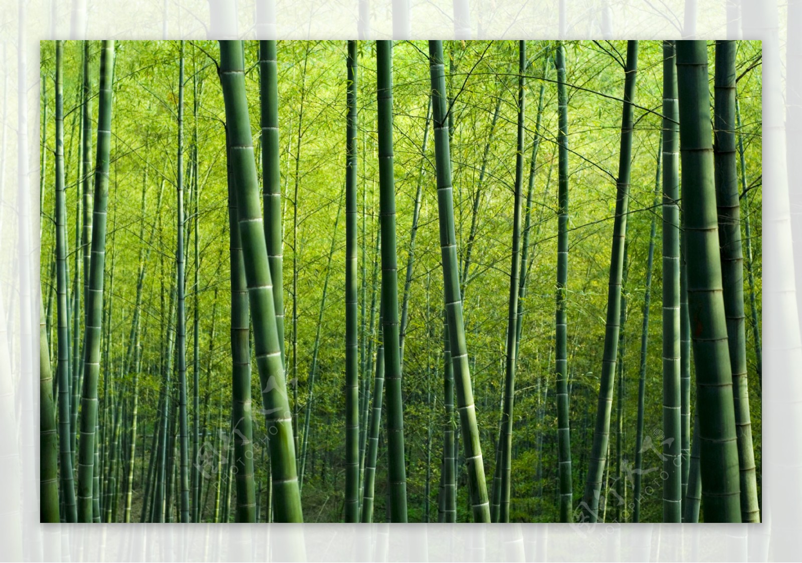 高清绿色竹林风景图片