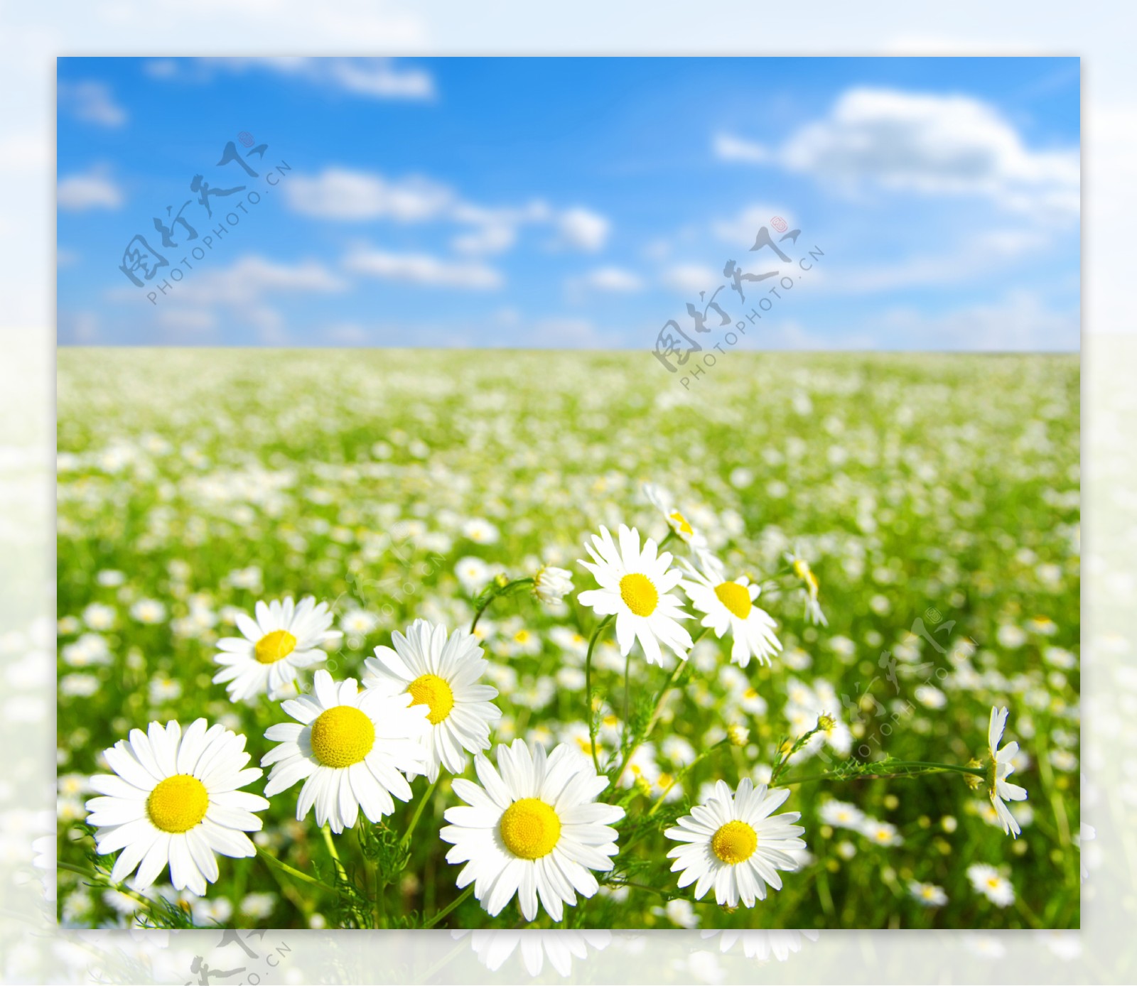 高清白色花瓣菊花海图片