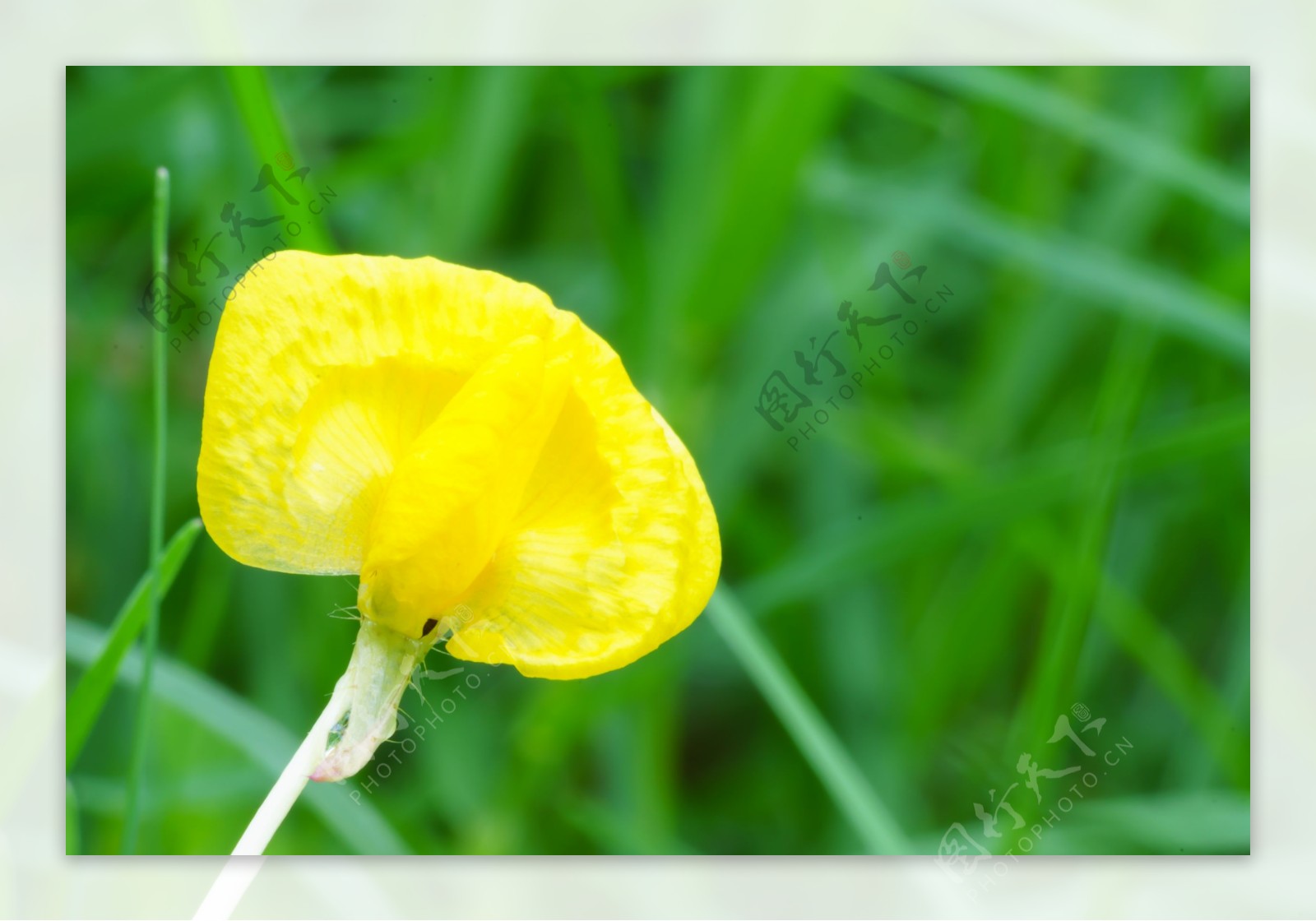 一朵黄色小野花