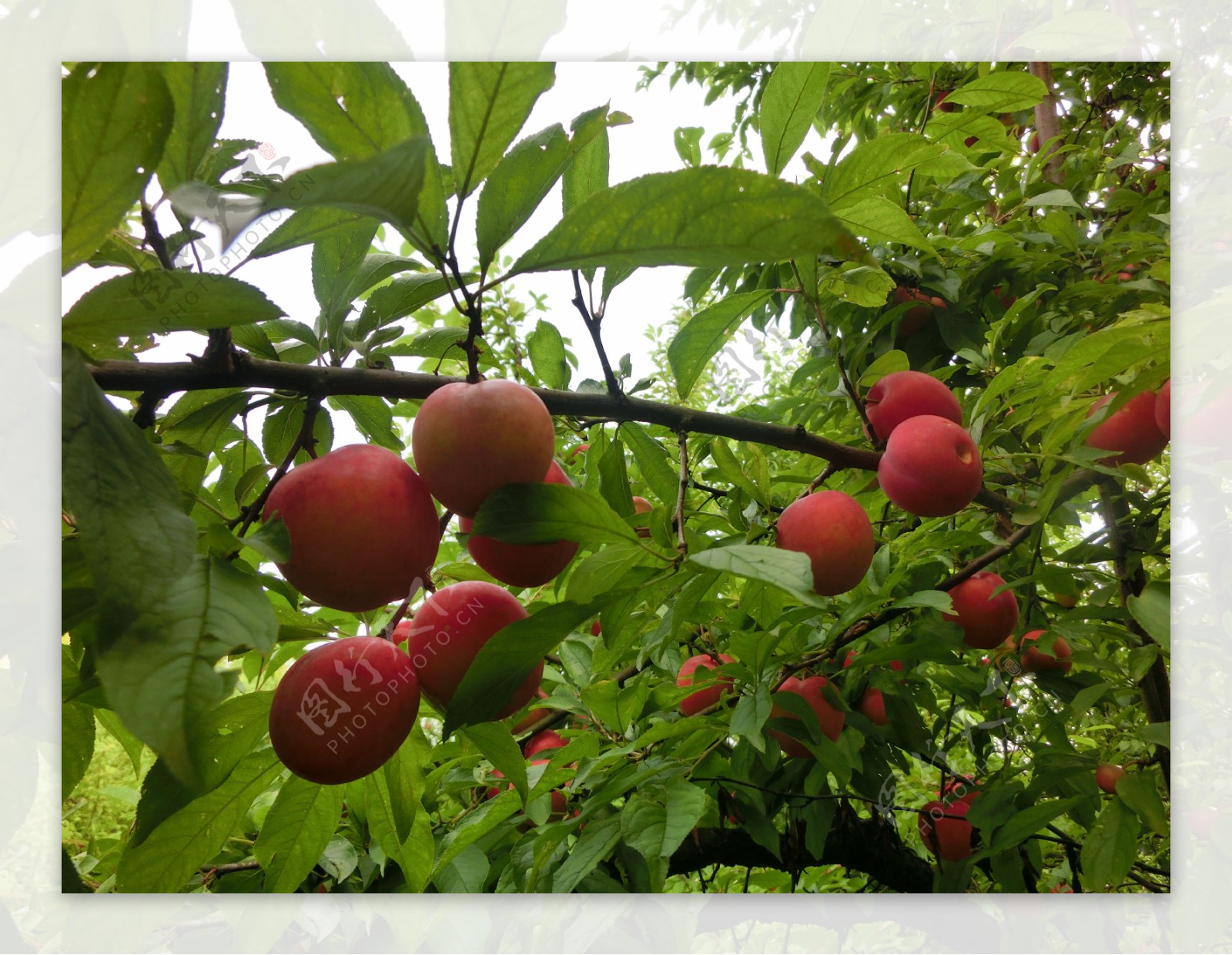 桃子果树图片