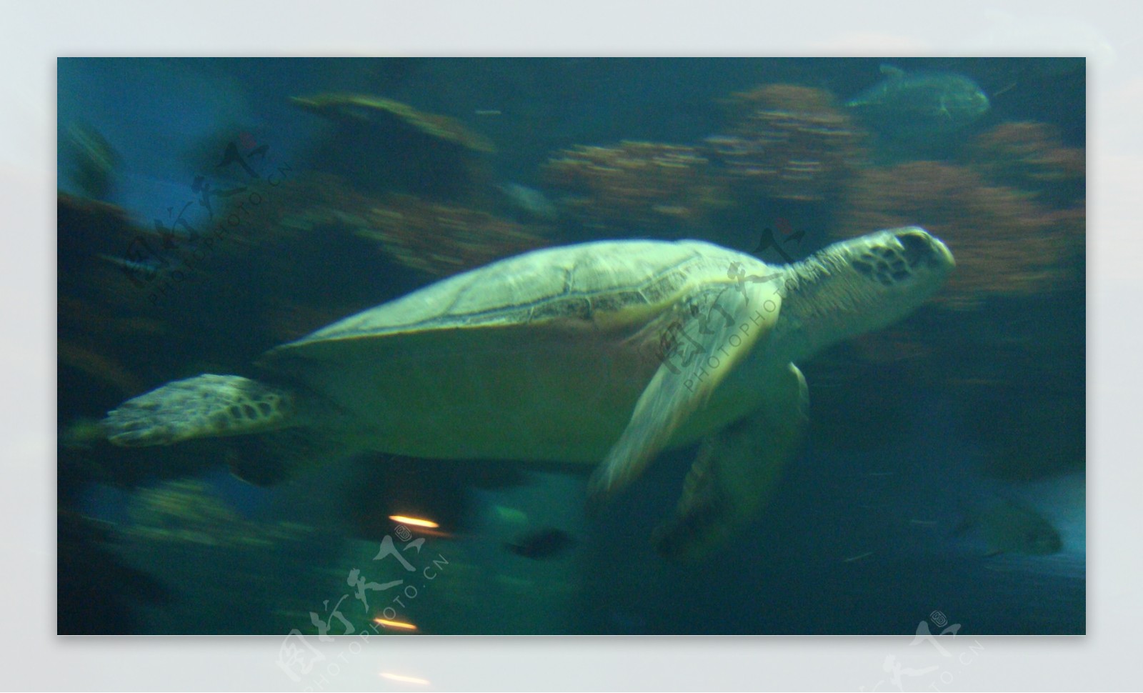 游动的海龟