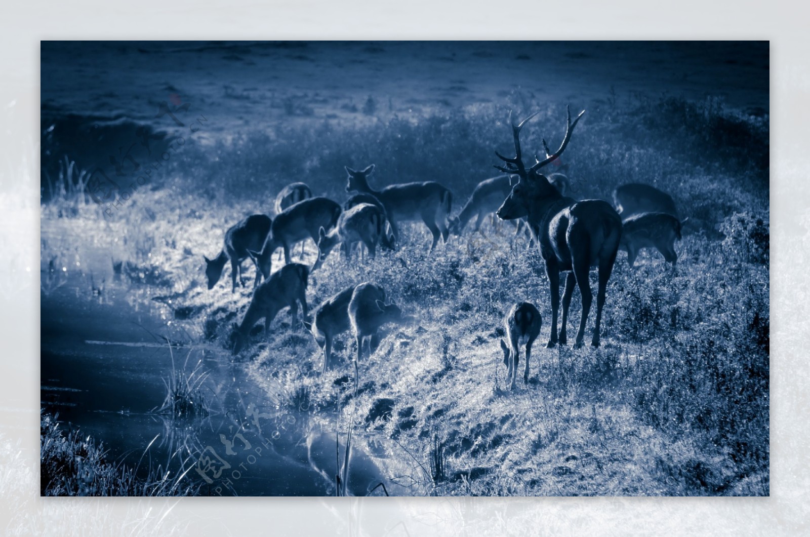 草原上的麋鹿图片