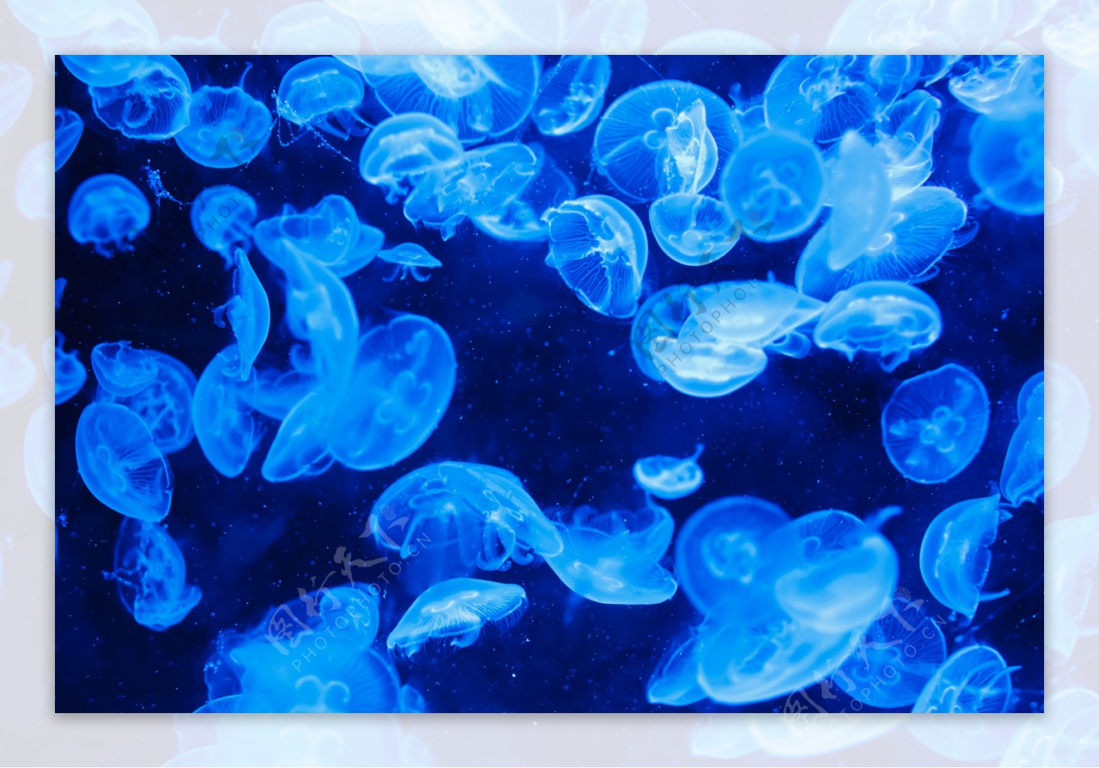 高清蓝色水母图片