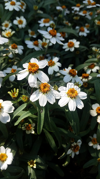 一丛白色的花朵
