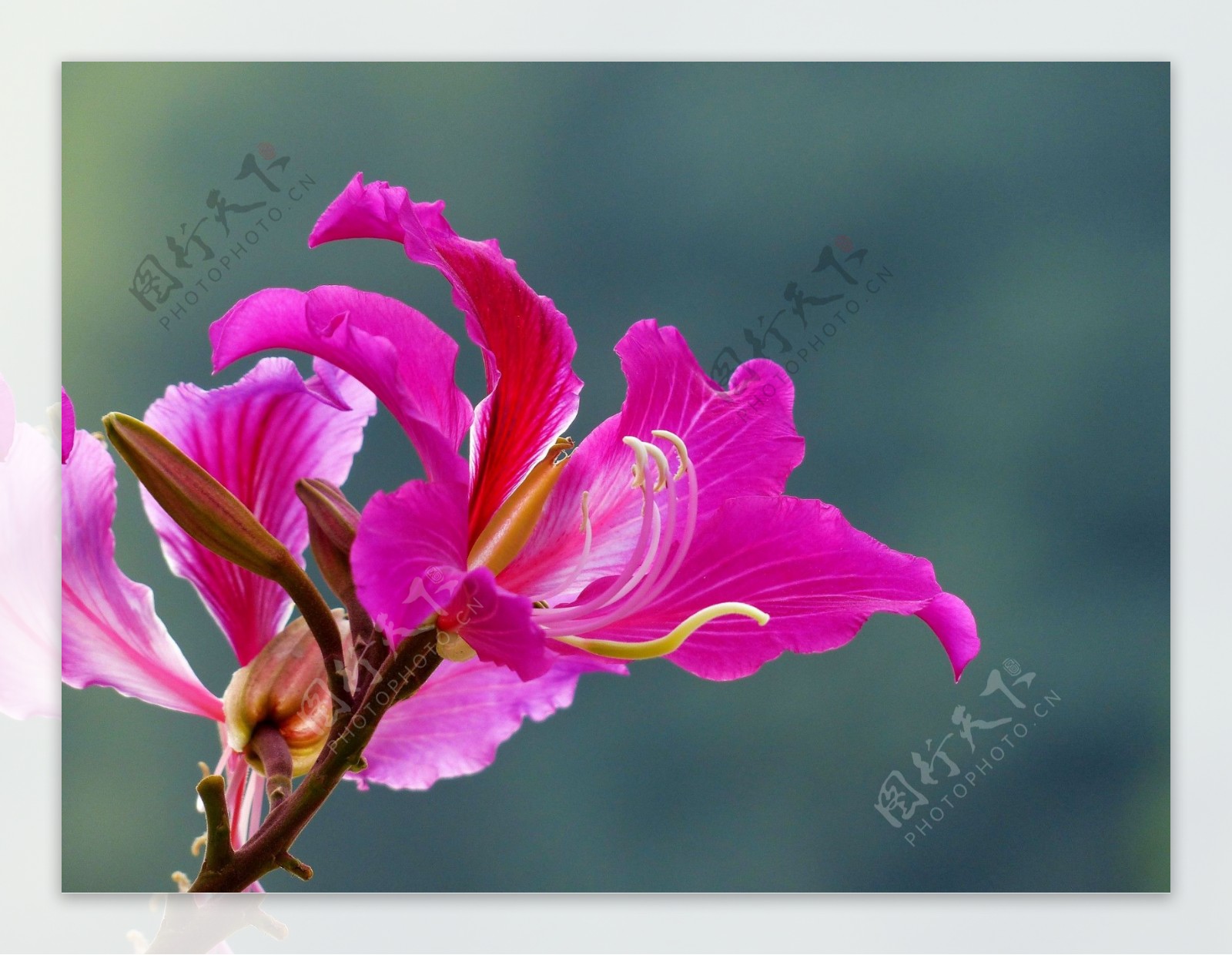 鲜艳红色紫荆花图片