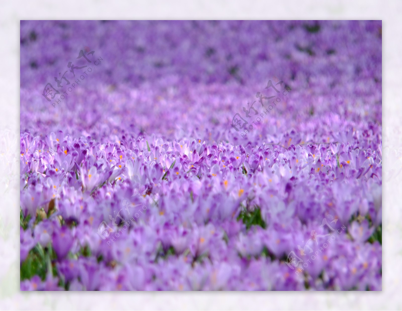 高清紫色花海图片