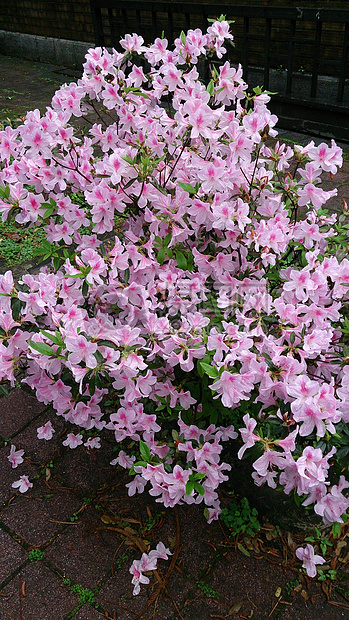 盛开的粉色杜鹃