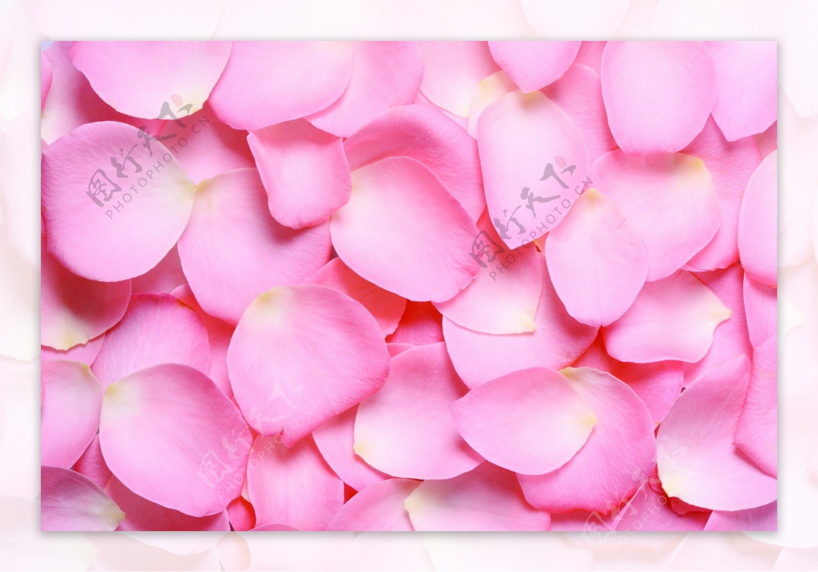 100,000+张最精彩的“玫瑰花瓣”图片 · 100%免费下载 · Pexels素材图片