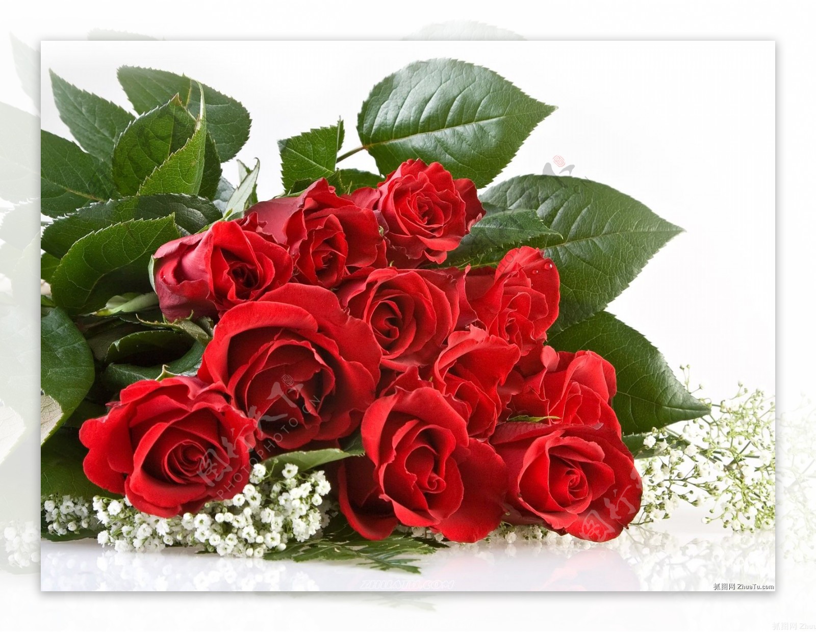 一支红玫瑰花图片 - 【花卉百科网】