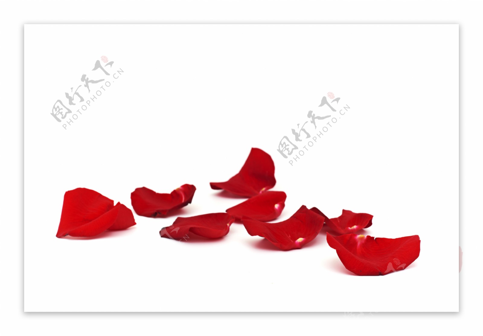 红玫瑰花花瓣图片