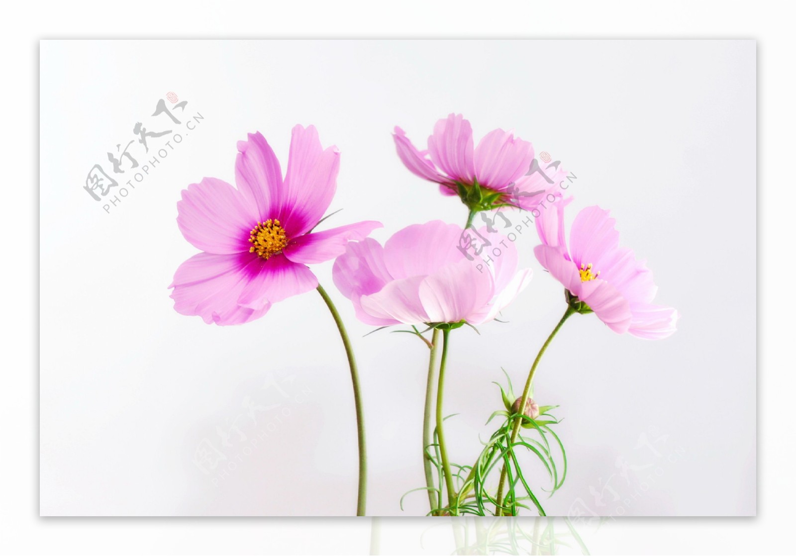 淡雅粉色花朵图片