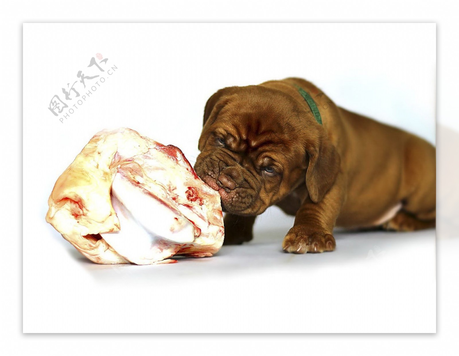 可爱小狗啃骨头图片