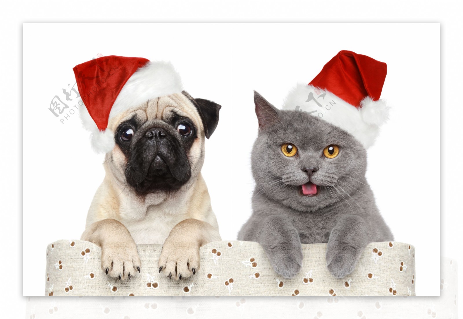戴圣诞帽的猫和狗