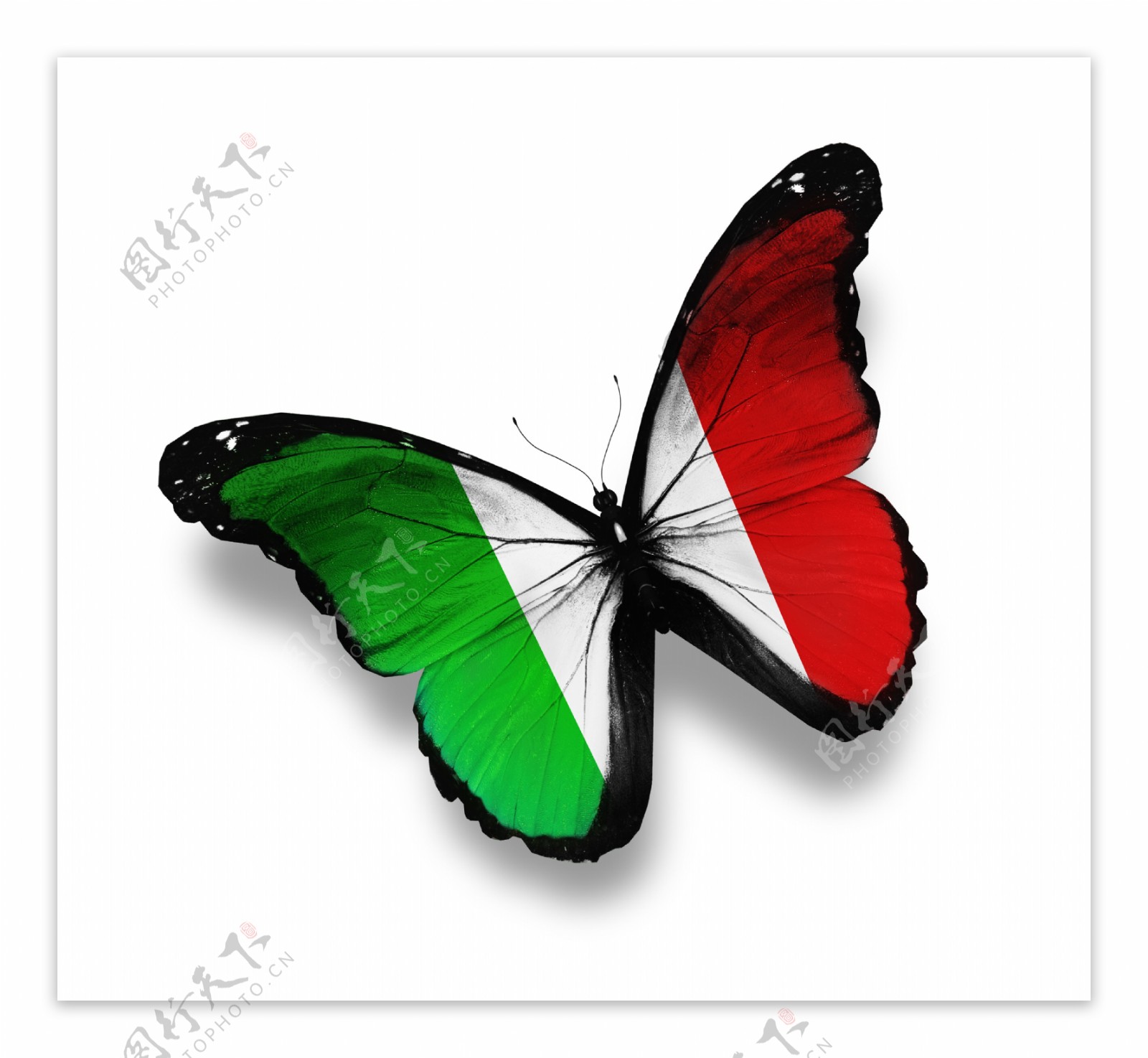 意大利国旗蝴蝶