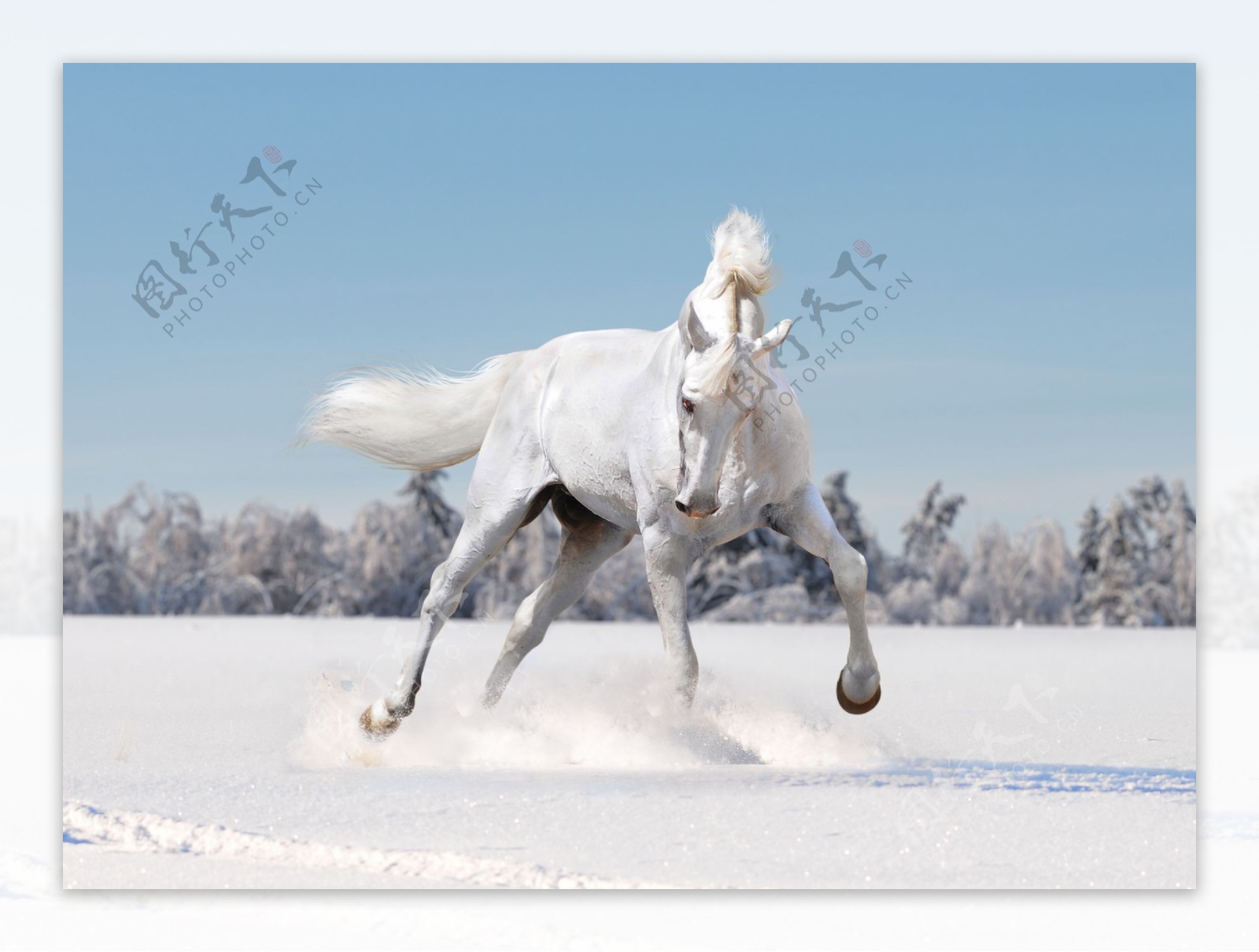 雪里的白色骏马