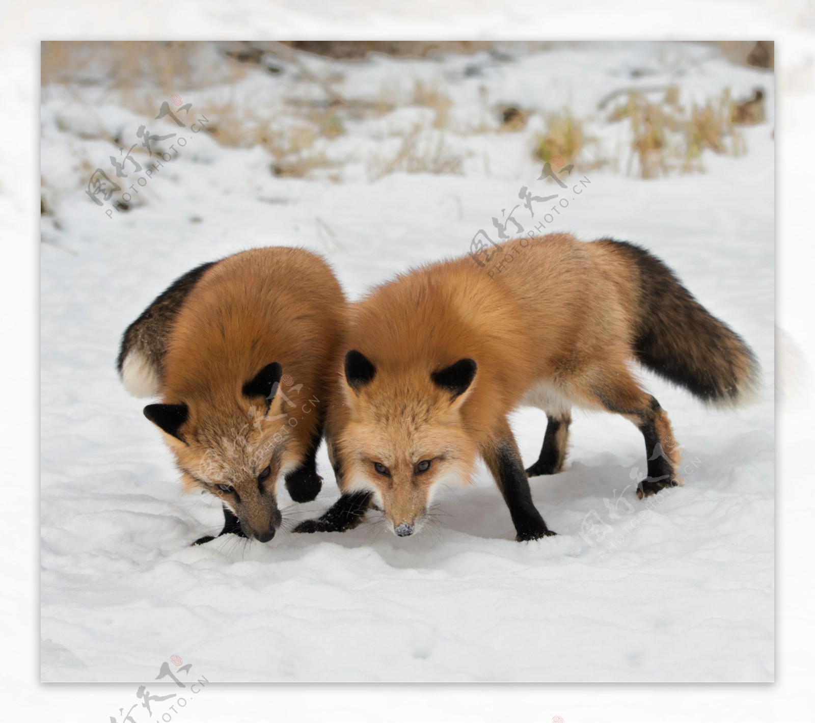 两只狐狸
