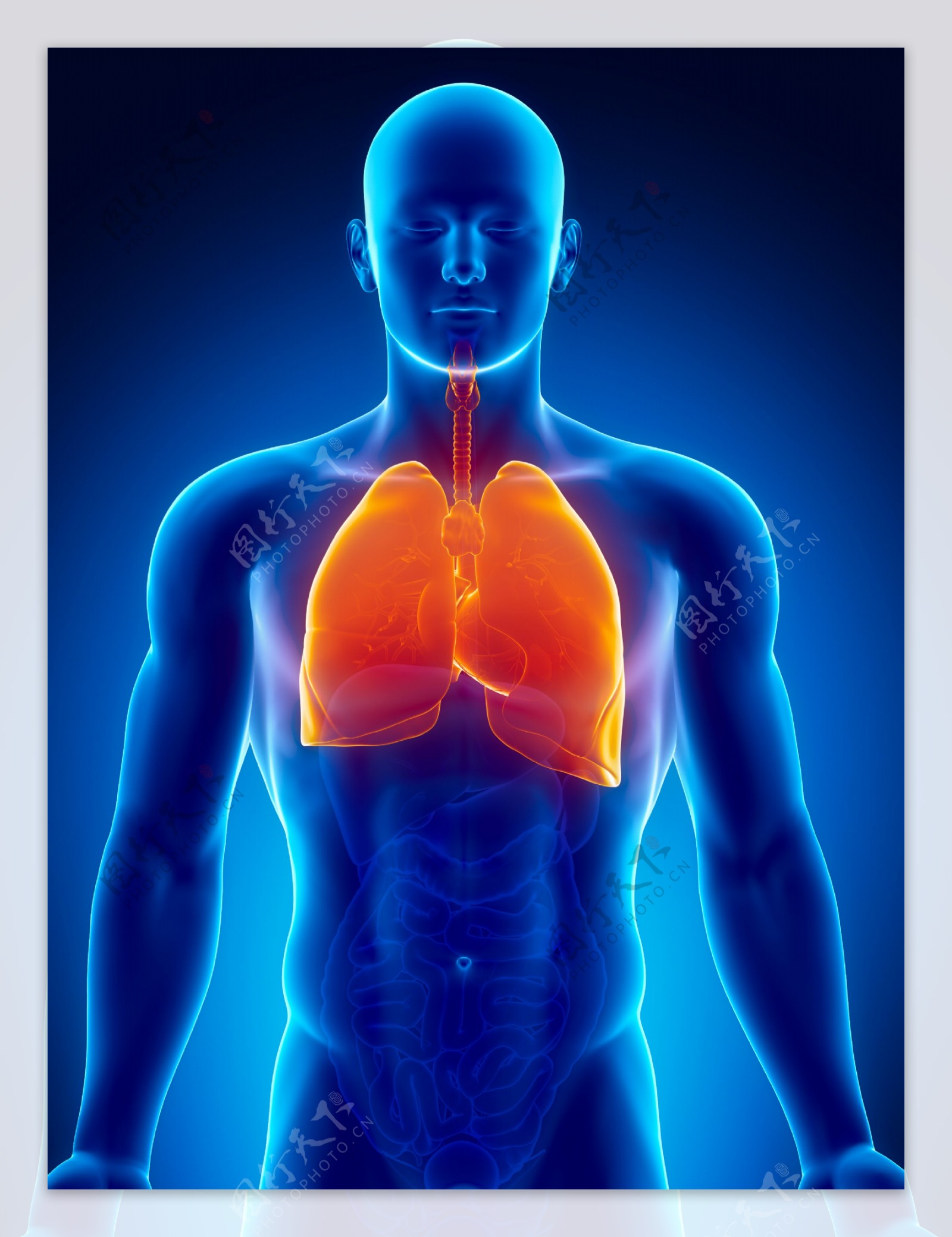 男性肺器官图片