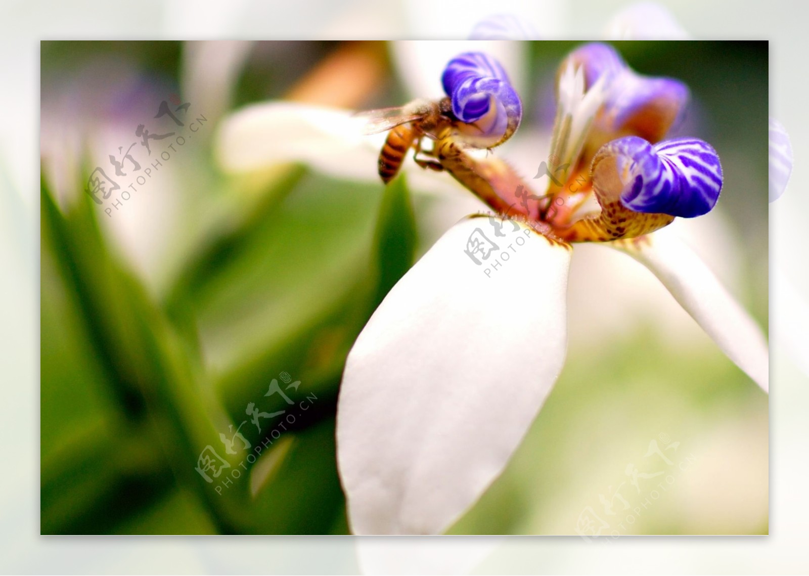 密蜂与花图片