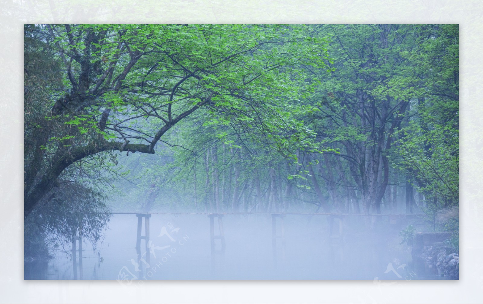 清晨雾气森林图片