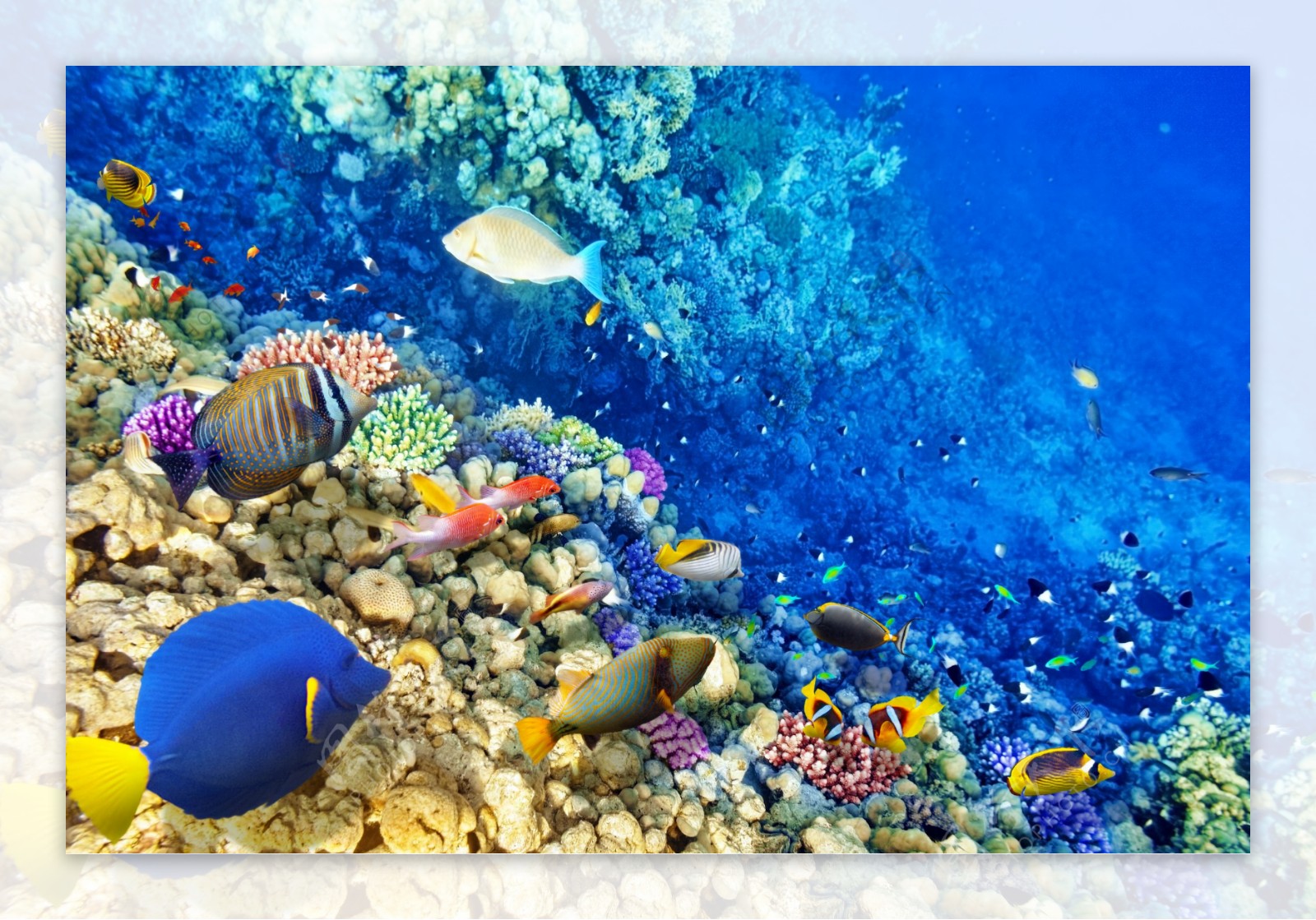 海底鱼群与珊瑚