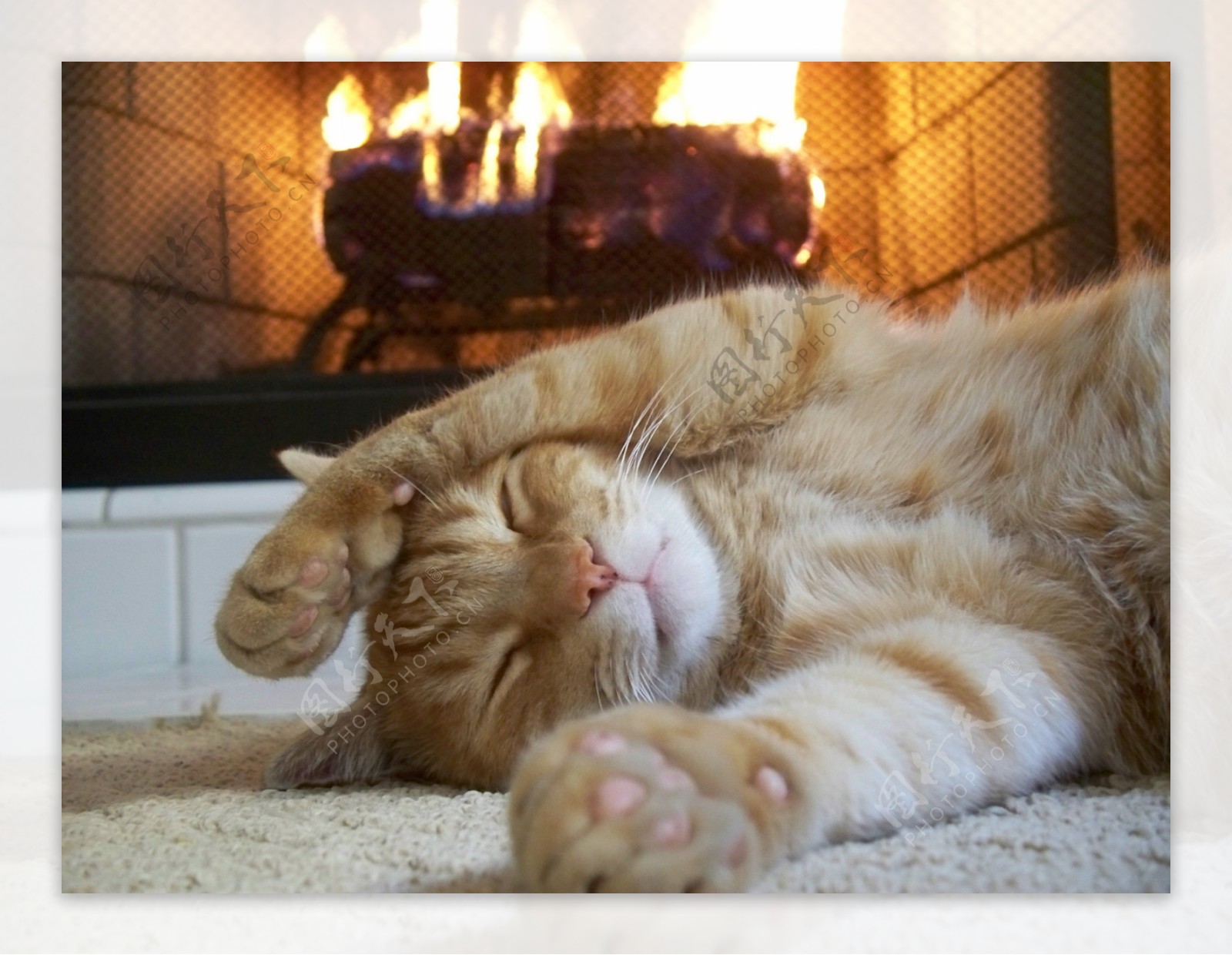壁炉前睡着的小猫图片