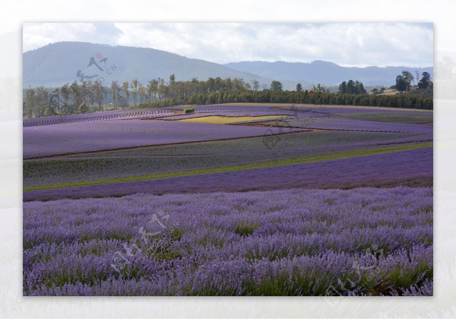 唯美紫色薰衣草风景图片