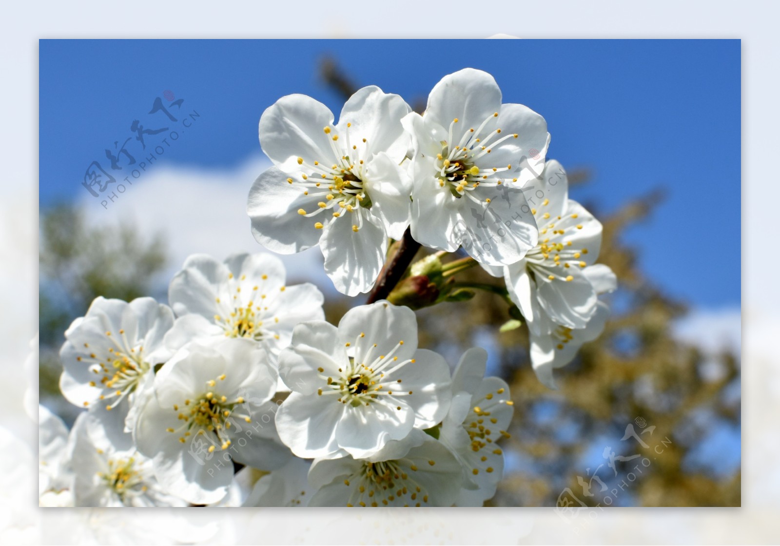 唯美白色樱花图片