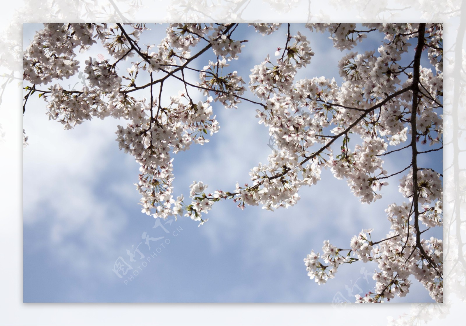 唯美樱花树图片大全