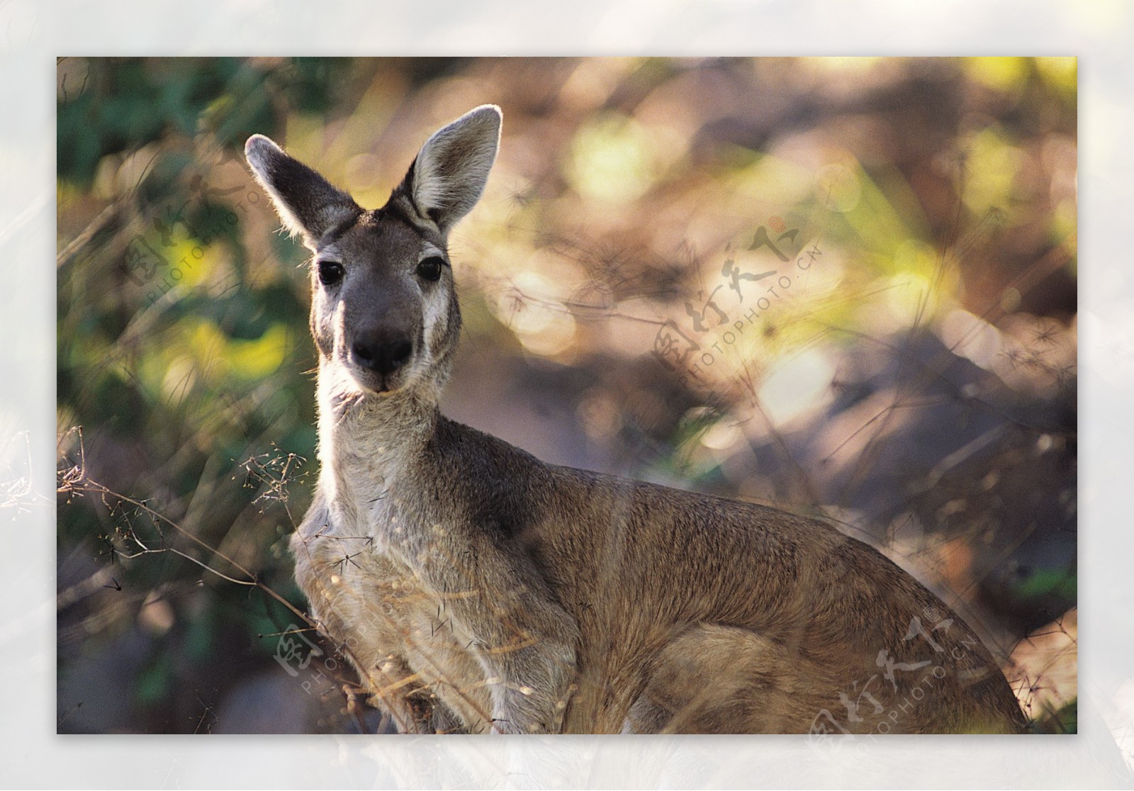 澳大利亚袋鼠高清摄影图片