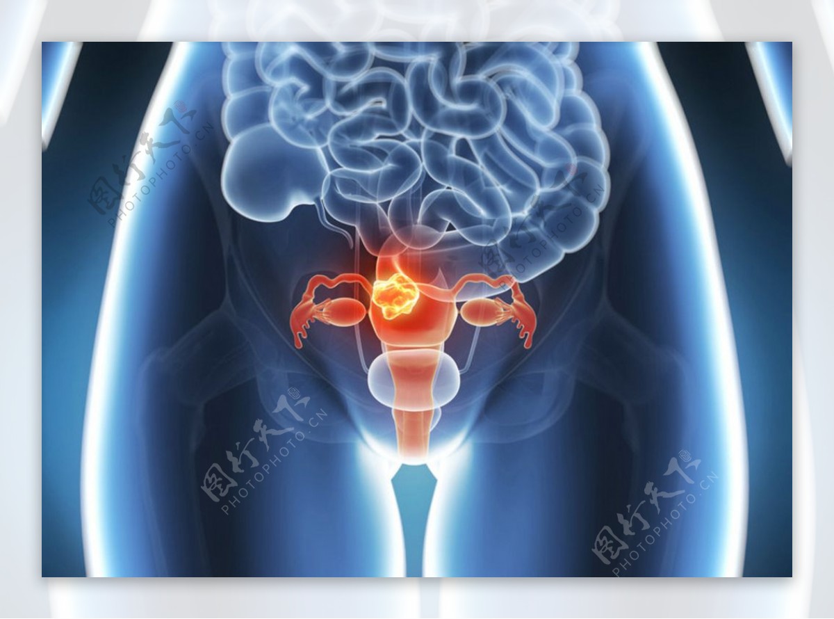 女性生殖系统解剖图平面广告素材免费下载(图片编号:5004451)-六图网